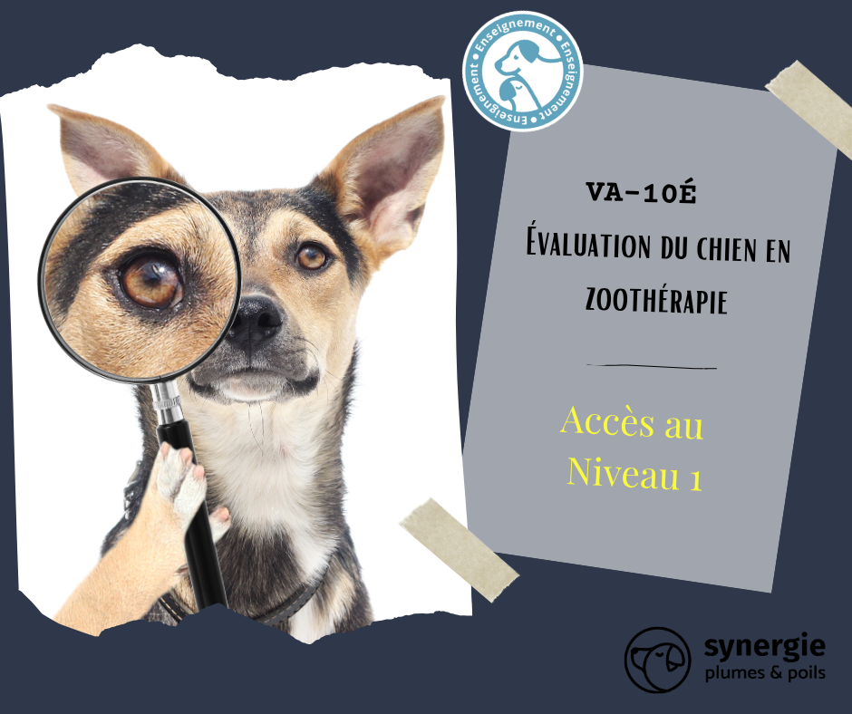 Évaluation du chien en zoothérapie
