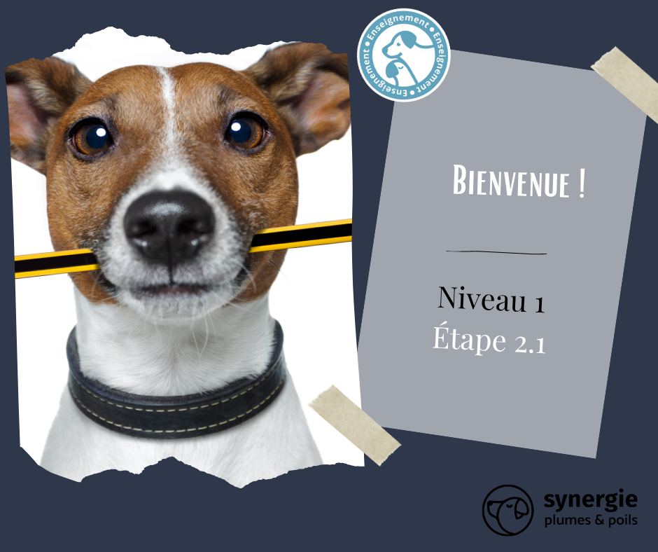Niveau 1 - Étape 2.1