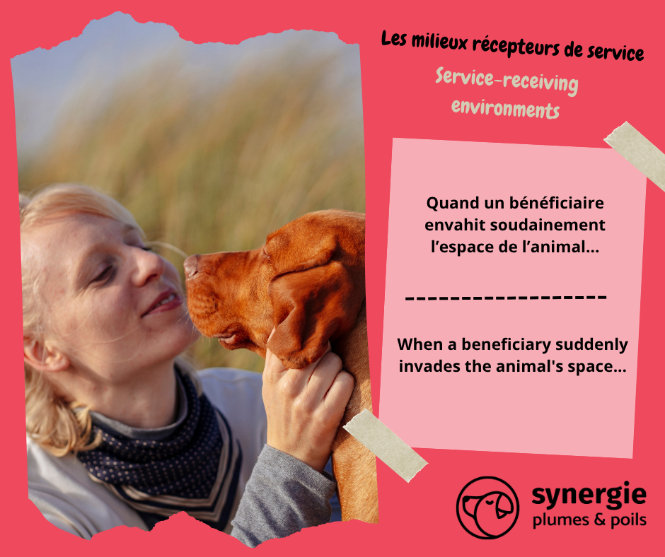 Quand un bénéficiaire envahit soudainement l’espace de l’animal
