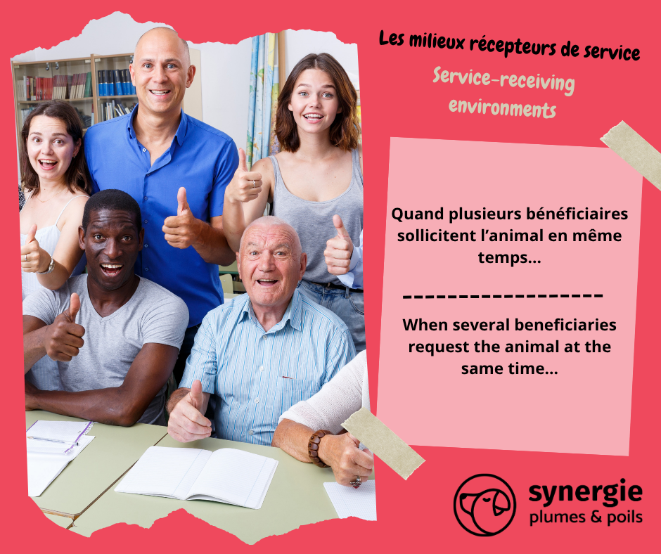 Quand plusieurs bénéficiaires sollicitent l’animal en même temps…