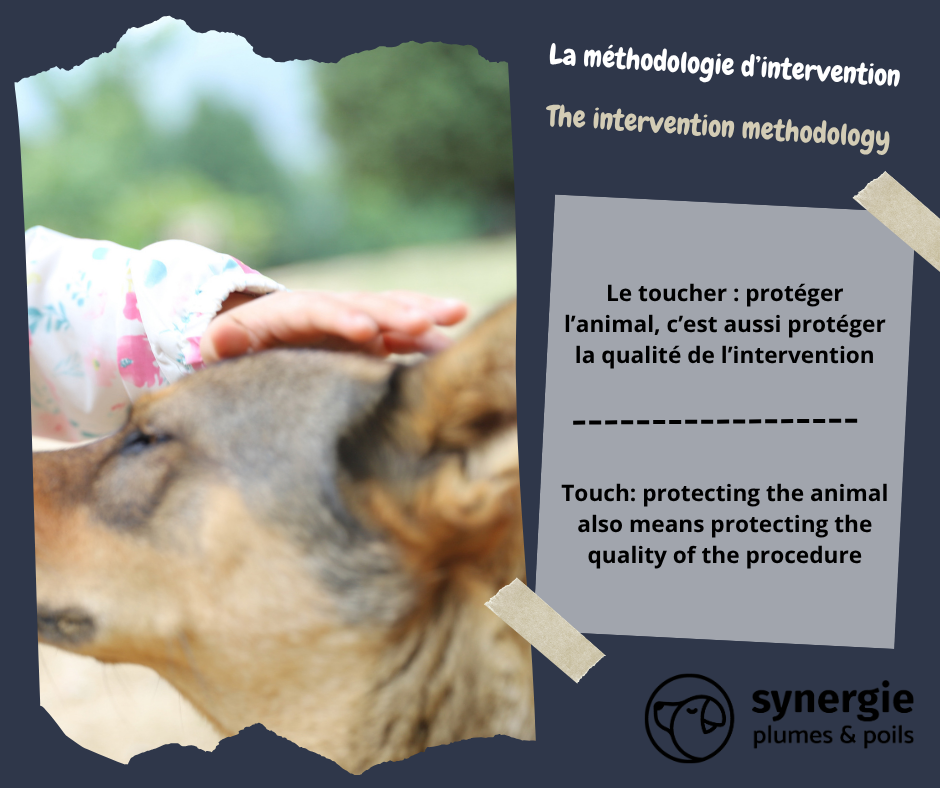 Le toucher : protéger l’animal, c’est aussi protéger la qualité de l’intervention
