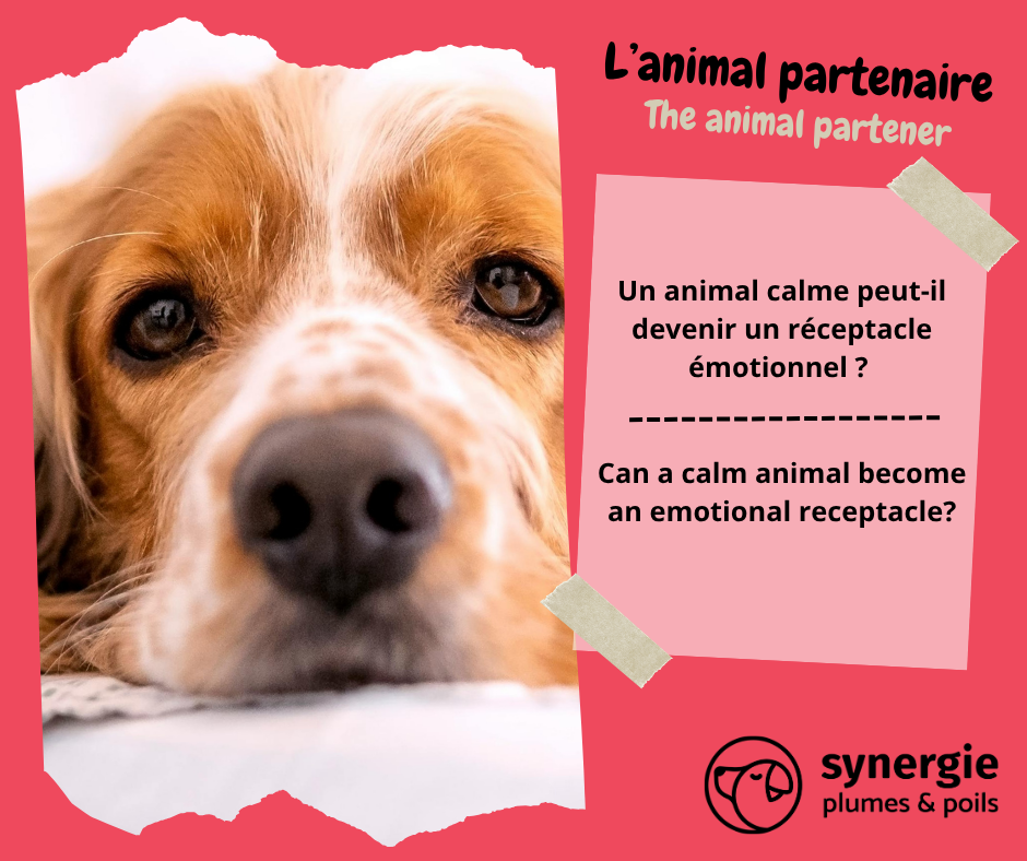 Un animal calme peut-il devenir un réceptacle émotionnel ?