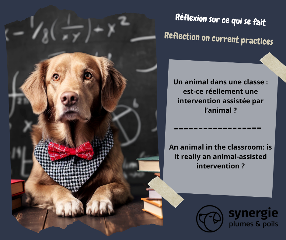 Un animal dans une classe : est-ce réellement une intervention assistée par l’animal ?