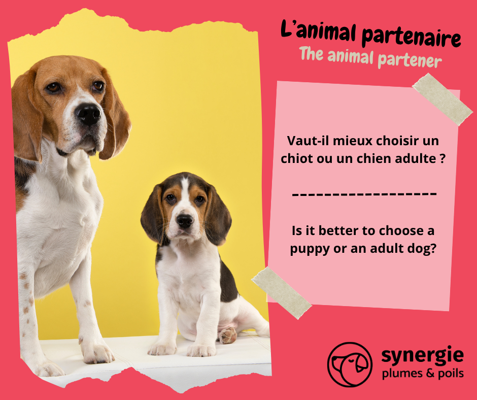 Vaut-il mieux choisir un chiot ou un chien adulte ?