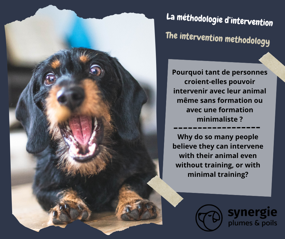 Pourquoi tant de personnes croient-elles pouvoir intervenir avec leur animal sans formation ou avec une formation simpliste ?
